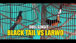 DUEL LARWO vs BLACK TAIL [upl. by Erhart]