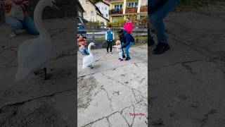 In Hallstatt hallstatt cuteness cutenessoverlod babyshorts familyvlog [upl. by Aneer]