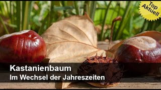 Kastanienbaum  Im Wechsel der Jahreszeiten  Trailer MedienLB [upl. by Amek389]