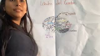 lobulos del cerebro p2 [upl. by Chaddy]