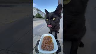 cat feeding at rc car cat catfeeding asmrcatfeeding cute feedinganimals catfeedingasmr [upl. by Jonah90]