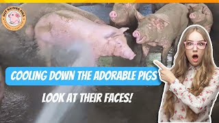 Bath Time Bliss Watch These Happy Pigs Splash Around  Guy Raising Pigs [upl. by Benjamen]