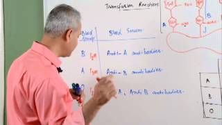 Hematology Lecture 1 Blood Transfusion Reaction Part 23 [upl. by Atinahs]