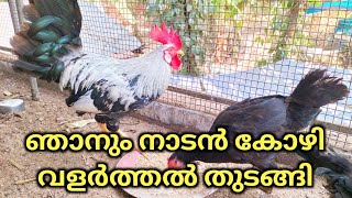 എന്റെ നാടൻ കോഴികൾ  Nadan kozhi Valarthal latest  Poultry farming Malayalam [upl. by Oshinski]