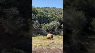 Rhino approaches lion [upl. by Hasina]