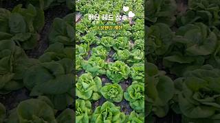 버터처럼 부드러운 버터헤드상추 꽃상추 상추5가지효능 한살림 butterhead lettuce 도시농부 [upl. by Stoops]