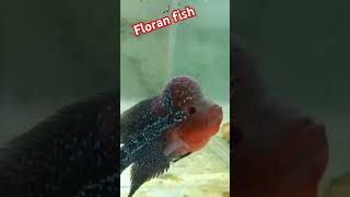 🔥Floran Fish This Fish is Very Lucky Fish🔥😻 [upl. by Bashuk133]