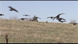 Flying Turkeys Attack Hunters [upl. by Nadbus]