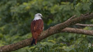 The Brahminy Kite [upl. by Annaillil]