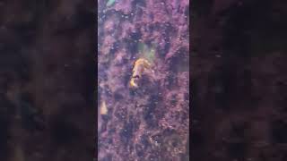 Dwarf Seahorses Eating Copepods from Aquarium Back Wall [upl. by Demetrius729]