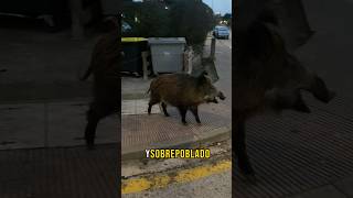 El animal más peligroso del mundo😱 Lo sabias🤯 jabalí animales naturaleza vegano animalista [upl. by Nellad]