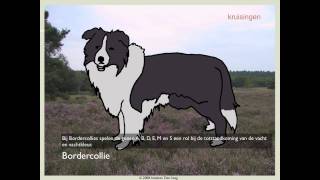 Biodoen  kruisingen bij Border collies 1 van 5 [upl. by Garibold]