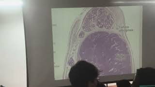 Histologia sistema reproductor masculino [upl. by Aryamo857]