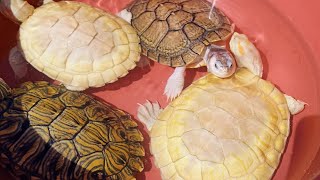 Actualización de mis tortugas 🐢 Trachemys Pseudemys Chrysemys Malaclemys y Graptemys [upl. by Lebazi]