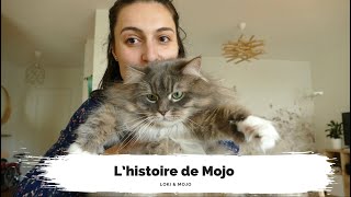 L’histoire de Mojo  chat sibérien élevage choix du prénom  Loki amp Mojo [upl. by Thorne969]