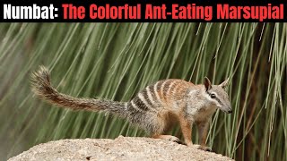 Numbat  The Colorful Ant Eating Marsupia [upl. by Tooley]