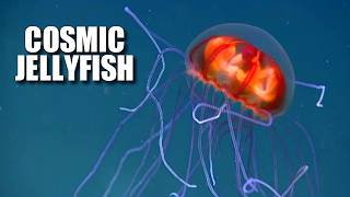 Cosmic Jellyfish Facts the PSYCHEDELIC Jellyfish 🪼 Animal Fact Files [upl. by Hsirrehc]