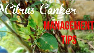 Citrus canker Identification and Management Tips [upl. by Sieracki977]