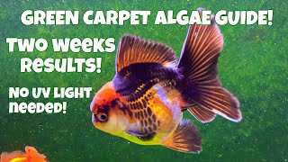 Green Carpet Algae Guide [upl. by Anilasor]