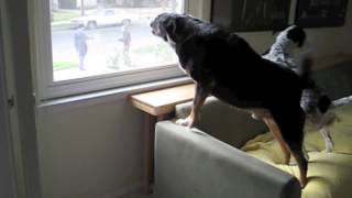 Dogs Barking At Mailman [upl. by Wilson267]