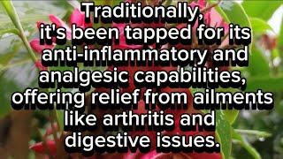 Red Ginger  Alpinia Purpurata  Uses Health Benefits and Side Effect [upl. by Seessel]