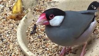 Le Padda de Java  Le Jardin aux Oiseaux  Zoo dUpie Drôme France [upl. by Noemi7]