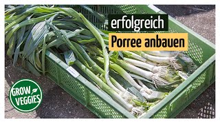 Porree  Lauch erfolgreich anbauen  Gemüseanbau im Garten  Sommerporree anbauen [upl. by Ver72]