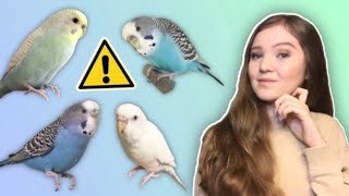 What You Need to Know Before Getting a Budgie THE TRUTH About Budgies as Pets [upl. by Obediah]