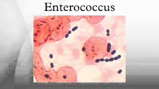 Enterococcus [upl. by Angelo]