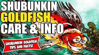 Shubunkin Goldfish  Shubunkin Goldfish Care And Info  How To Care For Shubunkin Goldfish [upl. by Nicko324]