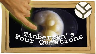 Tinbergens Four Questions and Very Strange Causality in Biology  Youtube Science Communication [upl. by Tongue]