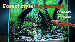 STEP BY STEP JUNGLE STYLE AQUASCAPE FOR PHOENIX RASBORA [upl. by Goulette120]