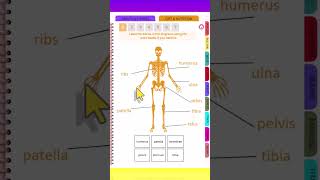 AQA GCSE PE Revision Course Short Bones [upl. by Georgianne]