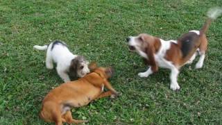 Miniature Basset Hounds at play [upl. by Nosreve]