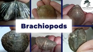 Brachiopoda  Invertebrate Paleontology  Terebratula Spirifer Atrypa Rynoconila  Geology [upl. by Nohtanoj]