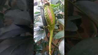 Live Birth  Cape Dwarf Chameleon  Bradypodion Pumilum  Original Video [upl. by Prussian474]