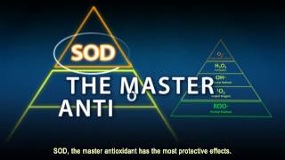 Superoxide Dismutase SOD A powerful primary antioxidant [upl. by Lenehc185]