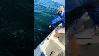 Jigging Albacore With Sandeel Jig NJ Fishing [upl. by Reba]