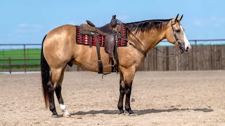 Hip 39 Dallas 2017 AQHA Gelding  Sells at Billings Livestock Horse Sale July 27th [upl. by Richmal]