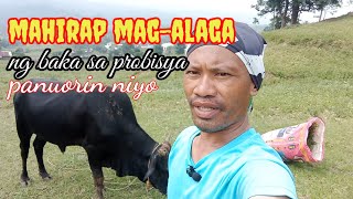 mahirap magalaga ng baka sa probinsya carly official vlog [upl. by Ahsatniuq]