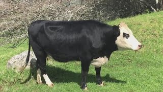 Cow Mooing  Cow Mooing Sounds 100 Real [upl. by Nyrehtak]