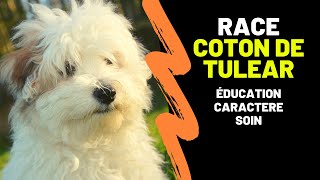 Race de chien Coton de Tulear  Caractère Education Contraintes Avantages et Mode de vie [upl. by Aivirt]