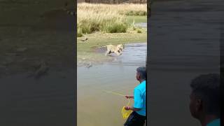 there is a tiger chasing birds while fishing animals [upl. by Sana]