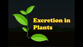 Biology  Excretion in Plants [upl. by Handy454]