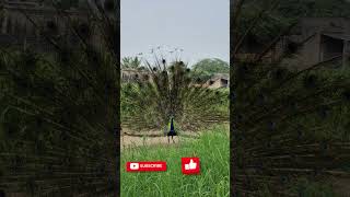 Peacock Dance PeacockDance Nature [upl. by Annoyt689]