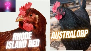 Rhode Island Red Or Australorp [upl. by Sumerlin185]