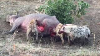 Hyenas feeding on live Hippo [upl. by Nassir]