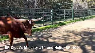 Struthoff Ranch Longhorn cow consignment lot7 for the Eddie Wood Cowtown Classic Jan 132024 11am [upl. by Langill]