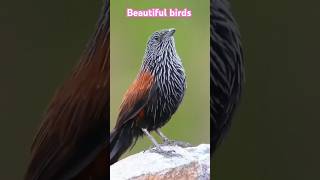 Beautiful birds  birds  birds life shortsviral nature trending [upl. by Temme347]