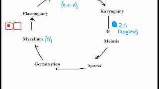 Biology Fungi Reproduction [upl. by Loise735]